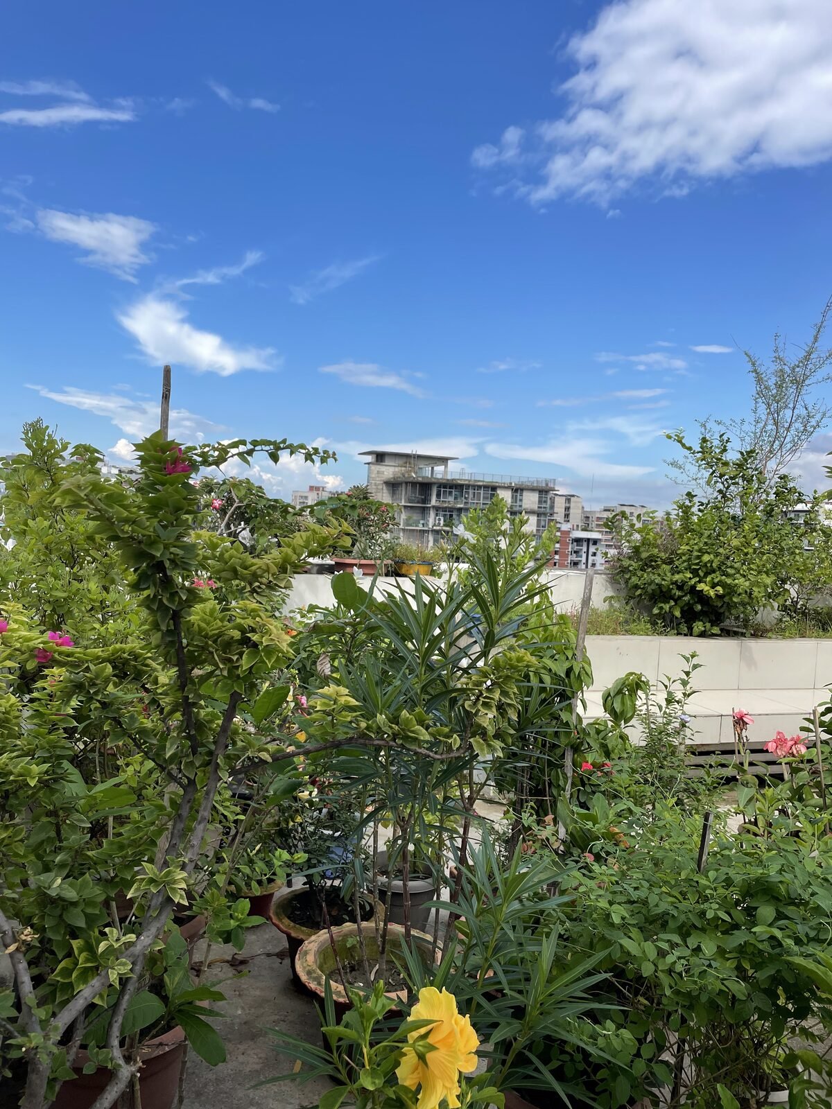 Lush rooftop garden overflowing with green plants in Dhaka, cared for by Eco Bondhu