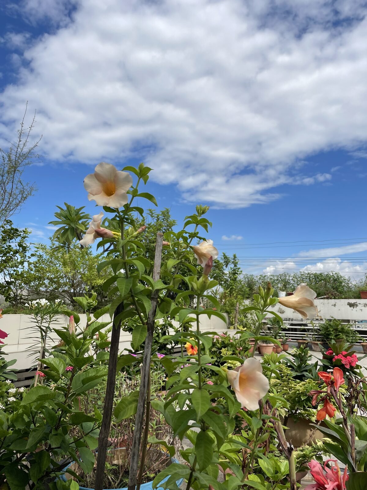 Peach-coloured bloom in a rooftop garden in Dhaka by Eco Bondhu