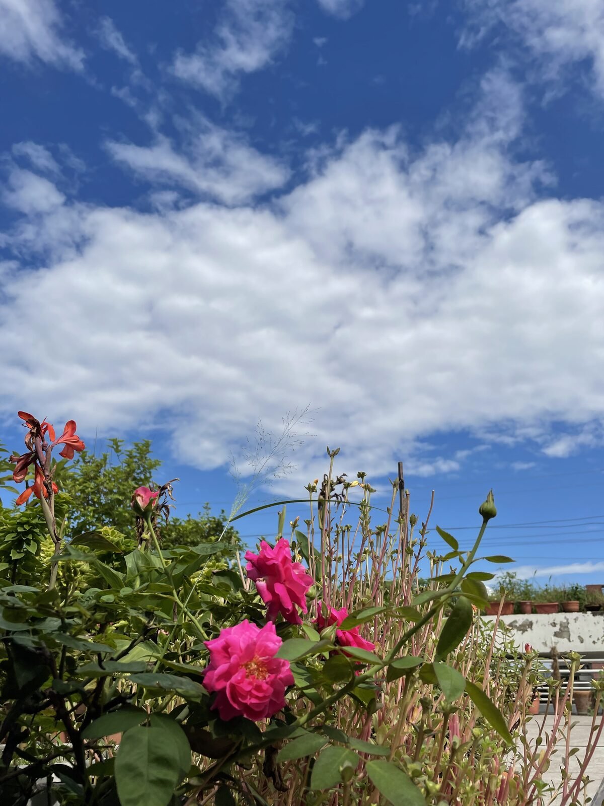 Pink flowers blooming against the sky on a Dhaka rooftop garden by Eco Bondhu
