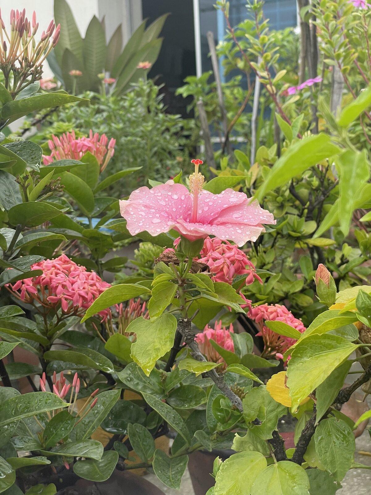 Pink hibiscus with dew after rain on a rooftop garden in Dhaka by Eco Bondhu