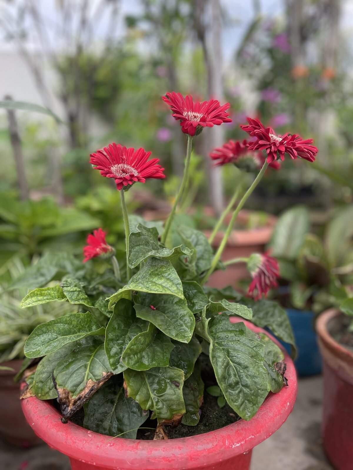 Bright red gerbera flowers in a pot on a Dhaka rooftop garden by Eco Bondhu